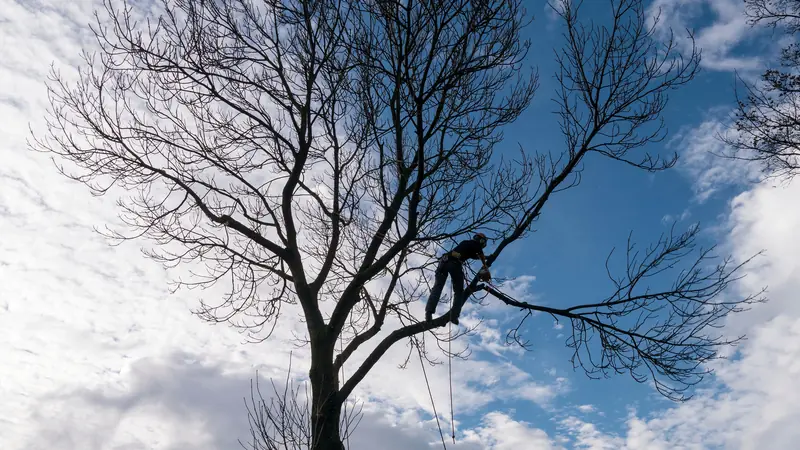 Baum nach Sturm Thurgau: Baumpfleger am Seil in einer kahlen Baumkrone